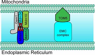 The Molecular Determinants of Mitochondrial Membrane Contact With ER, Lysosomes and Peroxisomes in Neuronal Physiology and Pathology